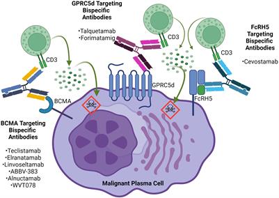 Bispecific antibodies for the treatment of relapsed/refractory multiple myeloma: updates and future perspectives
